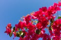 Bright pink Bougainvillea plant flowers Royalty Free Stock Photo