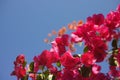 Bright pink Bougainvillea plant flowers Royalty Free Stock Photo