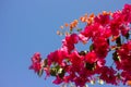 Bright pink Bougainvillea plant flowers Royalty Free Stock Photo