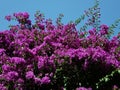 Bright pink Bouganvillea spectabilis Royalty Free Stock Photo