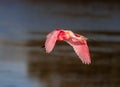 Bright pink breeding colors of the rosette spoonbill in flight Royalty Free Stock Photo