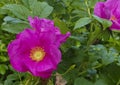 Bright pink briar rose, rugosa rose bush Royalty Free Stock Photo