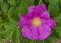Bright pink briar rose, rugosa rose bush Royalty Free Stock Photo