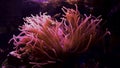 Pink Bubbletip Anemone with Red Saddleback Clowns