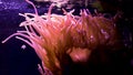 Pink Bubbletip Anemone with Red Saddleback Clowns