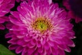 Flowers Astra close-up. Bright pink buds of beautiful Asters. Autumn flowers. PHOTO for computer. Macro photography of Royalty Free Stock Photo