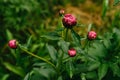 Bright pink buds of peonies after the rain.