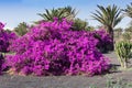 Bright pink bush of Bougainvilleas blooming in the park, on a picon