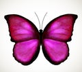 Bright Pink Butterfly. Vector
