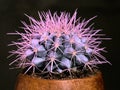 Bright pink cactus close up