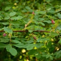 Bright pink California Wildrose perennial shrub rosa californica flower buds, large blooming red wild rose flowers stem, vertical Royalty Free Stock Photo