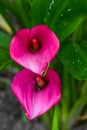 Bright Pink Calla Lily - Zantedeschia Aethiopica Royalty Free Stock Photo