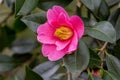 Camellia japonica Debutante Royalty Free Stock Photo