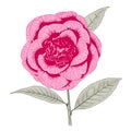 Bright pink camellia peony form flower