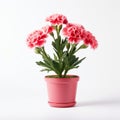 Bright Pink Carnation Flower In Pot On White Background