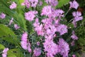 Bright pink carnations bloom in the garden in summer.