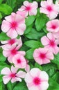 Bright pink Catharanthus flowers