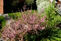 Bright pink cherry blossom in park setting. concrete paved foot path and balcony detail.