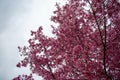 A Pink Cherry Blossom Tree on an Overcast Sky Royalty Free Stock Photo