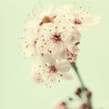 Bright pink cherry blossoms Royalty Free Stock Photo