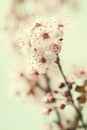 Bright pink cherry blossoms Royalty Free Stock Photo