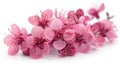 Bright Pink Cherry Blossoms Isolated on White Background - Close-Up Shot Royalty Free Stock Photo