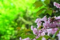 Bright pink cherry blossoms Royalty Free Stock Photo