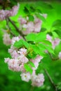 Bright pink cherry blossoms Royalty Free Stock Photo