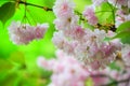 Bright pink cherry blossoms Royalty Free Stock Photo