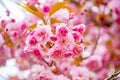 Bright pink cherry blossums