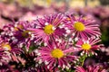 Bright pink chrysanthemums with yellow centers and white edges Royalty Free Stock Photo