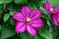 Bright pink clematis, flower nature background. Garden climbing flowers with white stamens. Clematis on a green blurred background Royalty Free Stock Photo