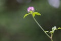 bright pink clover flower atop healthy green leaves Royalty Free Stock Photo