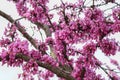 Eastern Redbud/ Cercis tree flowers blooming. closeup photo. Royalty Free Stock Photo