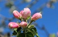 Apple flower buds ready to bloom in spring Royalty Free Stock Photo