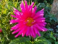 Bright pink colour dahlia flower Royalty Free Stock Photo