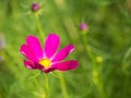 Bright pink cosmo flower Royalty Free Stock Photo