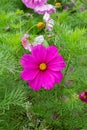 Bright pink Cosmos bipinnatus flower in nature. Flower decorative garden, vertical cosmea pink magenta Royalty Free Stock Photo