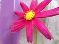 Bright red pink flower on abstract pale purple painted metal wall background Royalty Free Stock Photo