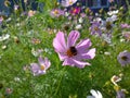 Bright pink Cosmos flower with a bumblebee inside. Blurred green background. Flowering plants. Sunflower family. Beauty in nature.