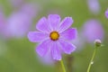 Bright pink cosmos flower