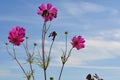 Bright pink cosmos flowers on the background of blue sky with white clouds. Summer day Royalty Free Stock Photo