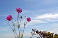 Bright pink cosmos flowers on the background of summer blue sky with white clouds Royalty Free Stock Photo