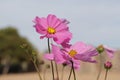 The bright pink cozmo flower Royalty Free Stock Photo