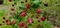 Bright pink crab apple blossoms Royalty Free Stock Photo