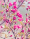 Bright Pink Crabapple Buds and Blossoms Royalty Free Stock Photo