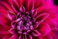 Bright Pink Dahlia center