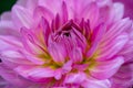 Bright pink dahlia flower garden photography. Purple dahlia petals macro photography. Royalty Free Stock Photo