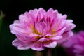 Bright pink dahlia flower garden photography. Purple dahlia petals macro photography. Royalty Free Stock Photo