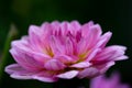 Bright pink dahlia flower garden photography. Purple dahlia petals macro photography. Royalty Free Stock Photo